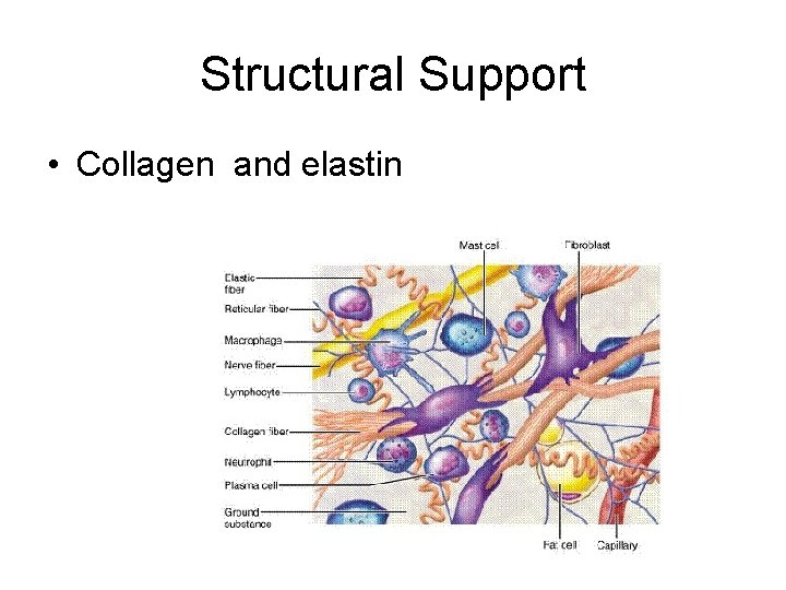 Structural Support • Collagen and elastin 