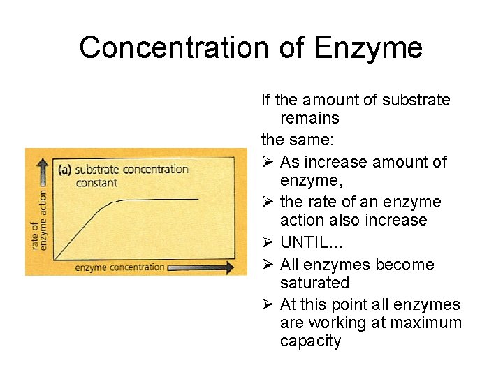 Concentration of Enzyme If the amount of substrate remains the same: Ø As increase