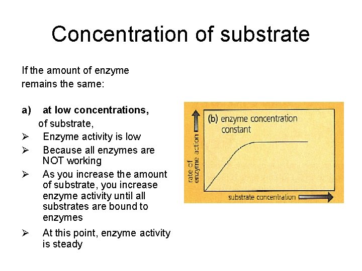 Concentration of substrate If the amount of enzyme remains the same: a) at low