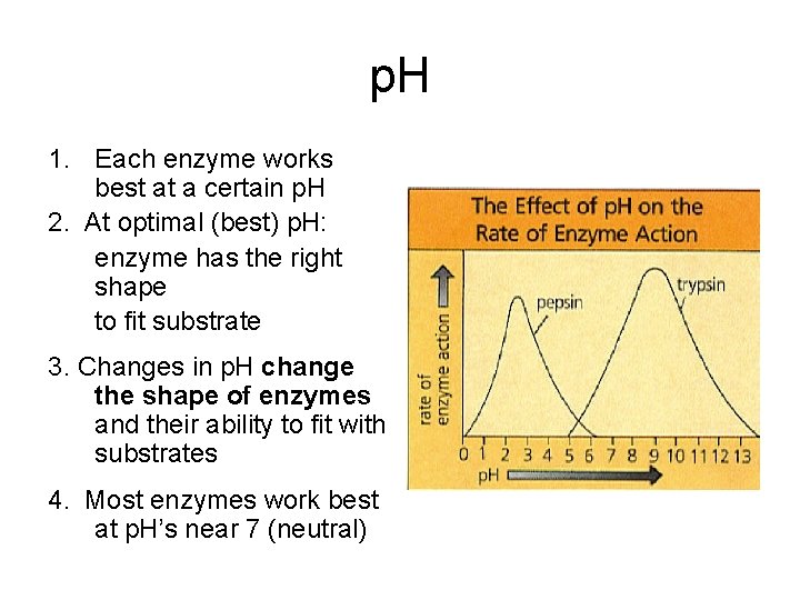 p. H 1. Each enzyme works best at a certain p. H 2. At