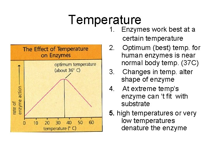 Temperature 1. Enzymes work best at a certain temperature 2. Optimum (best) temp. for