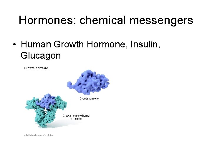 Hormones: chemical messengers • Human Growth Hormone, Insulin, Glucagon 