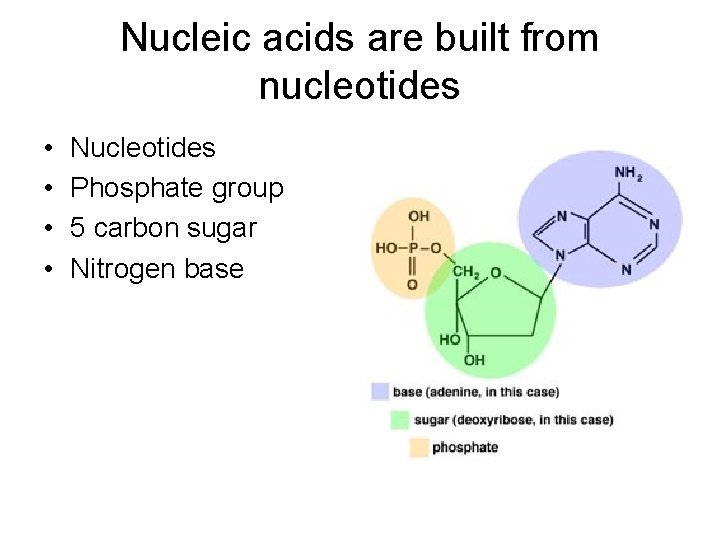 Nucleic acids are built from nucleotides • • Nucleotides Phosphate group 5 carbon sugar
