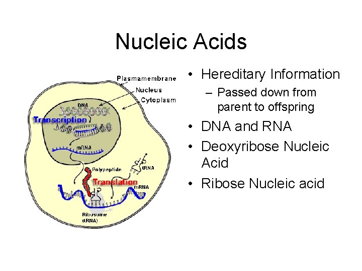 Nucleic Acids • Hereditary Information – Passed down from parent to offspring • DNA