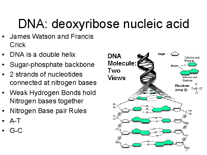 DNA: deoxyribose nucleic acid • James Watson and Francis Crick • DNA is a