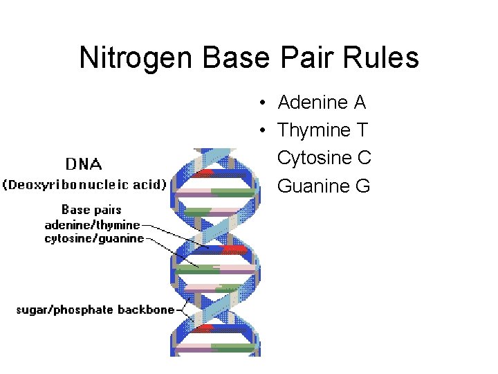 Nitrogen Base Pair Rules • • Adenine A Thymine T Cytosine C Guanine G