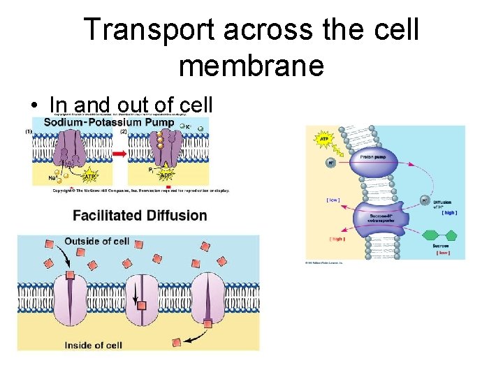 Transport across the cell membrane • In and out of cell 