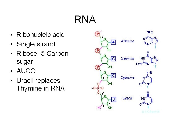 RNA • Ribonucleic acid • Single strand • Ribose- 5 Carbon sugar • AUCG
