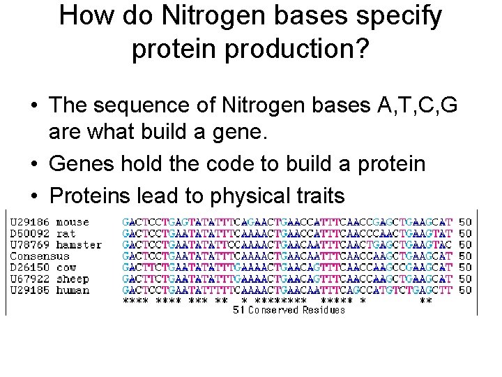 How do Nitrogen bases specify protein production? • The sequence of Nitrogen bases A,