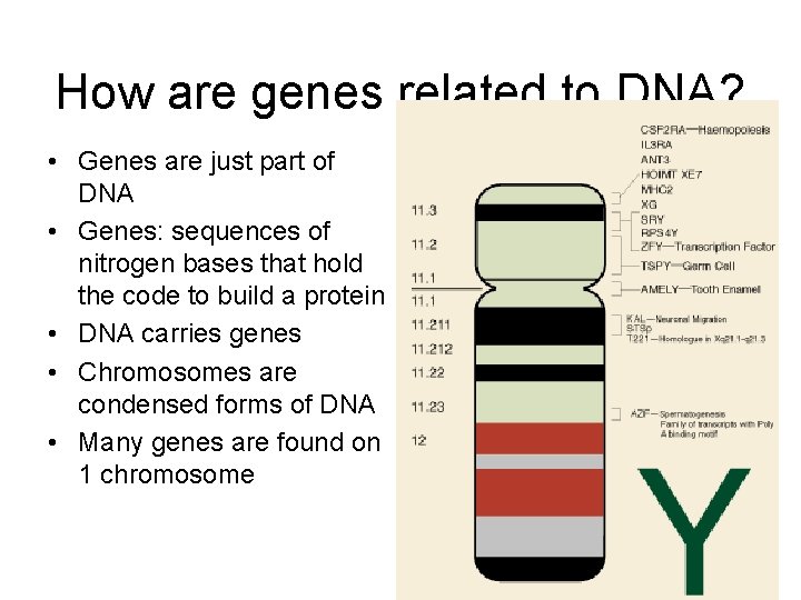 How are genes related to DNA? • Genes are just part of DNA •
