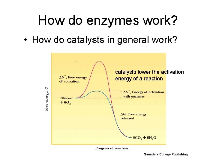 How do enzymes work? • How do catalysts in general work? catalysts lower the