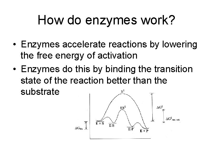 How do enzymes work? • Enzymes accelerate reactions by lowering the free energy of