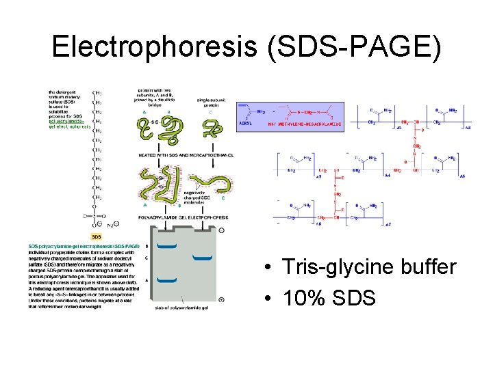 Electrophoresis (SDS-PAGE) • Tris-glycine buffer • 10% SDS 