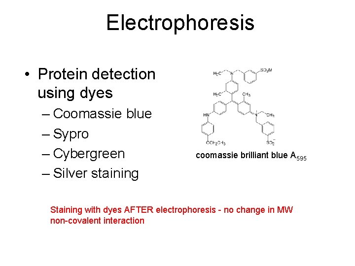 Electrophoresis • Protein detection using dyes – Coomassie blue – Sypro – Cybergreen –