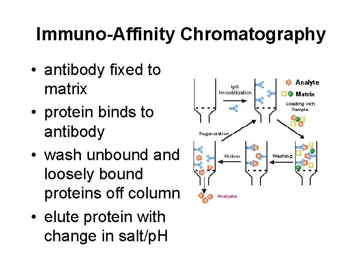 Immuno-Affinity Chromatography • antibody fixed to matrix • protein binds to antibody • wash