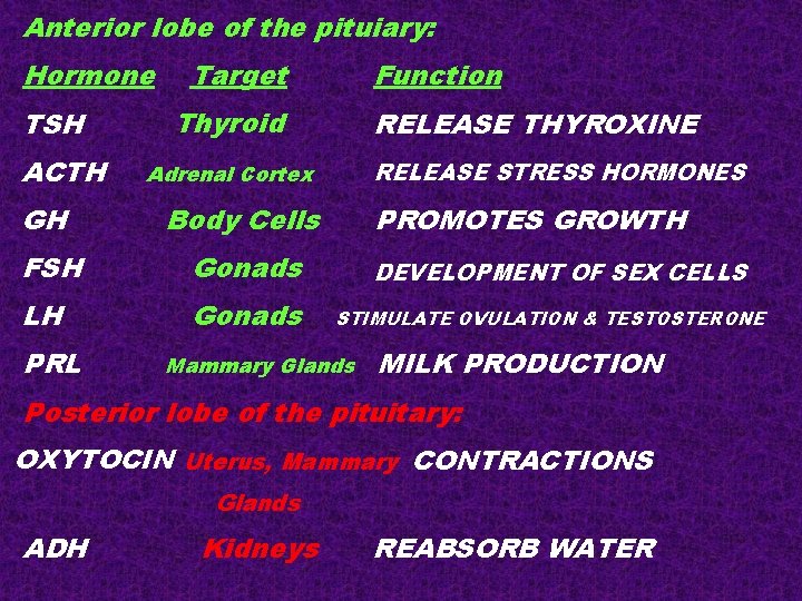 Anterior lobe of the pituiary: Hormone TSH ACTH Target Thyroid RELEASE THYROXINE RELEASE STRESS Anterior lobe of the pituiary: Hormone TSH ACTH Target Thyroid RELEASE THYROXINE RELEASE STRESS