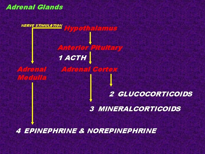 Adrenal Glands NERVE STIMULATION Hypothalamus Anterior Pituitary 1 ACTH Adrenal Medulla Adrenal Cortex 2