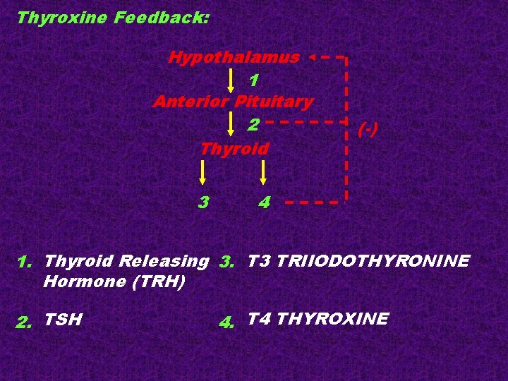 Thyroxine Feedback: Hypothalamus 1 Anterior Pituitary 2 Thyroid 3 (-) 4 1. Thyroid Releasing Thyroxine Feedback: Hypothalamus 1 Anterior Pituitary 2 Thyroid 3 (-) 4 1. Thyroid Releasing