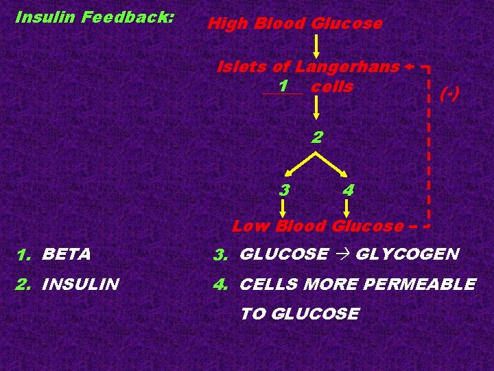 Insulin Feedback: High Blood Glucose Islets of Langerhans 1 cells _____ (-) 2 3 Insulin Feedback: High Blood Glucose Islets of Langerhans 1 cells _____ (-) 2 3