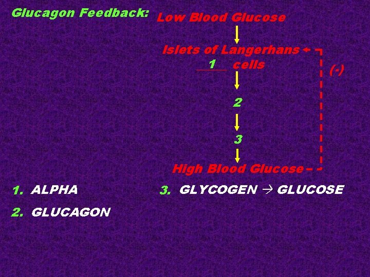 Glucagon Feedback: Low Blood Glucose Islets of Langerhans 1 cells _____ (-) 2 3 Glucagon Feedback: Low Blood Glucose Islets of Langerhans 1 cells _____ (-) 2 3