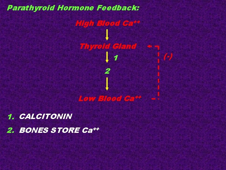 Parathyroid Hormone Feedback: High Blood Ca++ Thyroid Gland 1 2 Low Blood Ca++ 1. Parathyroid Hormone Feedback: High Blood Ca++ Thyroid Gland 1 2 Low Blood Ca++ 1.