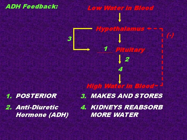 ADH Feedback: Low Water in Blood Hypothalamus 3 1 Pituitary _____ 2 4 1.