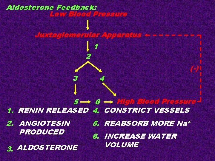 Aldosterone Feedback: Low Blood Pressure Juxtaglomerular Apparatus 2 3 1 4 (-) High Blood