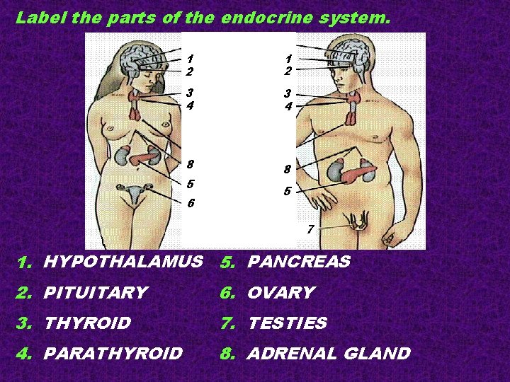 Label the parts of the endocrine system. 1 2 3 4 8 8 5 Label the parts of the endocrine system. 1 2 3 4 8 8 5