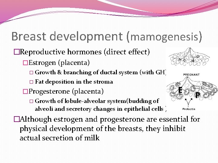 Breast development (mamogenesis) �Reproductive hormones (direct effect) �Estrogen (placenta) � Growth & branching of