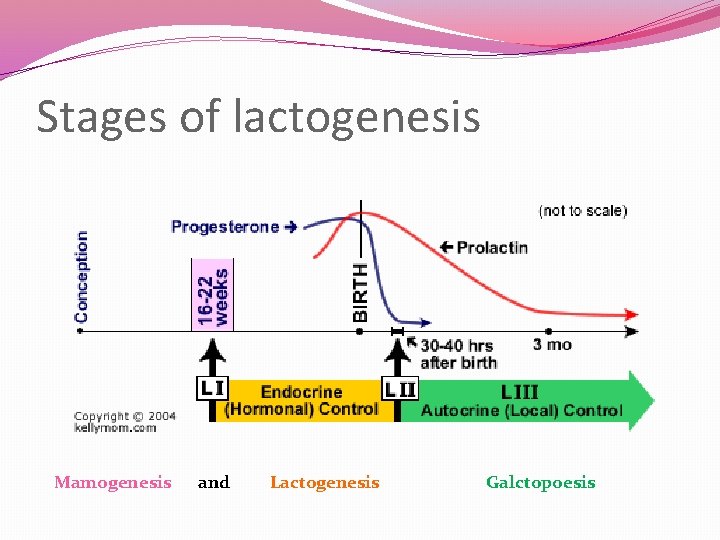 Stages of lactogenesis Mamogenesis and Lactogenesis Galctopoesis 