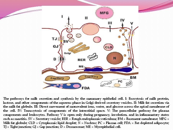 The pathways for milk secretion and synthesis by the mammary epithelial cell. I: Exocytosis