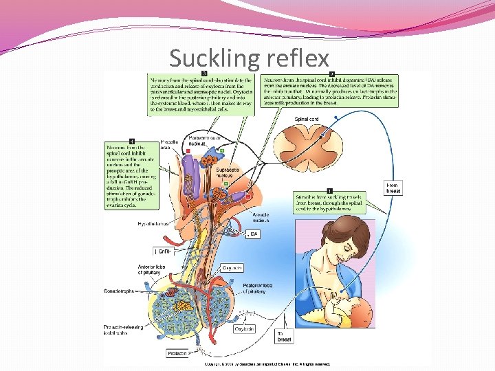 Suckling reflex 