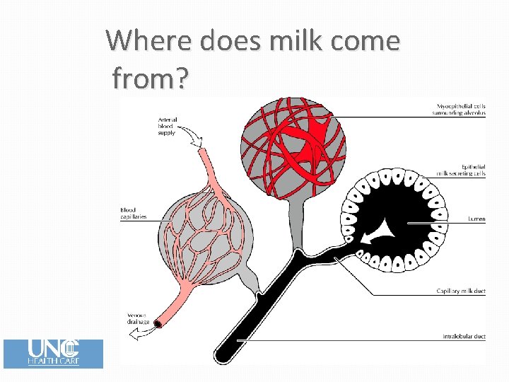 Where does milk come from? 