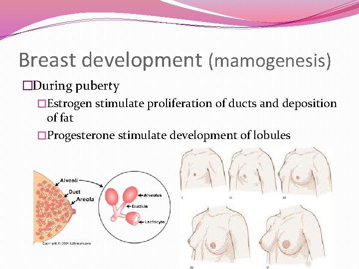 Breast development (mamogenesis) �During puberty �Estrogen stimulate proliferation of ducts and deposition of fat