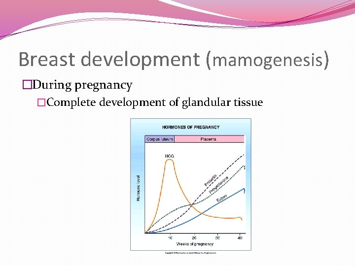 Breast development (mamogenesis) �During pregnancy �Complete development of glandular tissue 