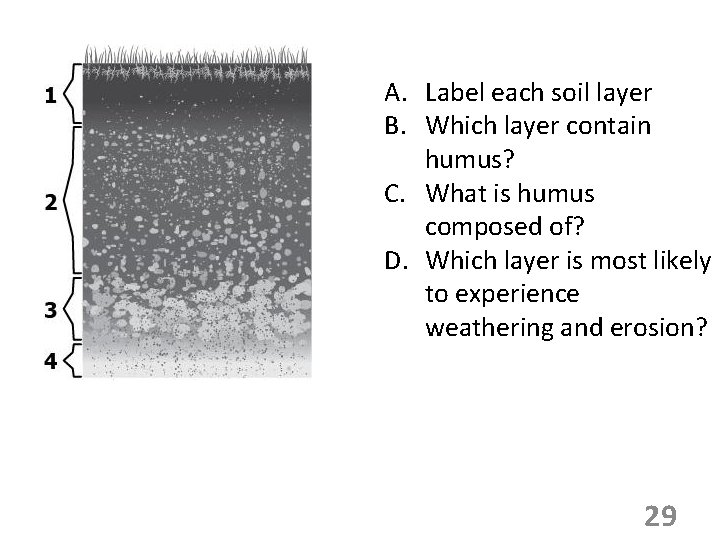 A. Label each soil layer B. Which layer contain humus? C. What is humus