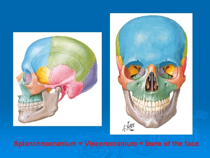 Splanchnocranium = Viscerocranium = bone of the face 