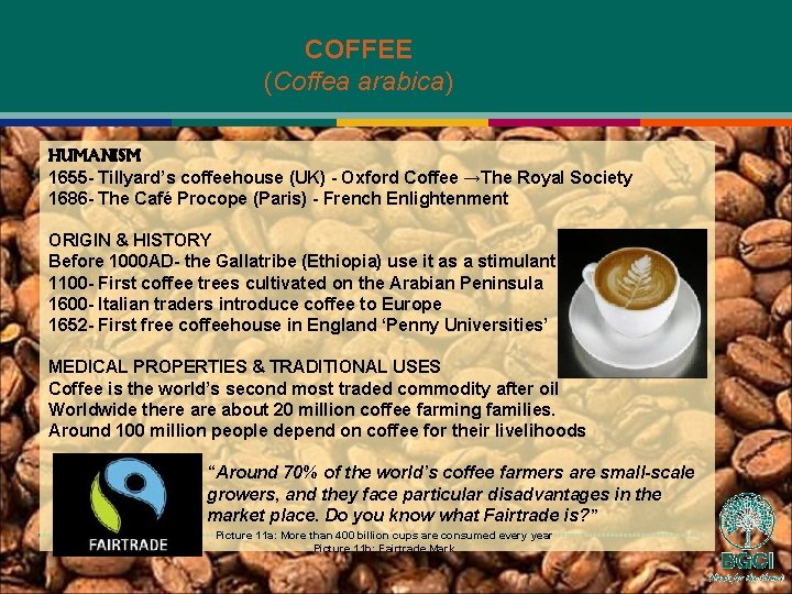 COFFEE (Coffea arabica) HUMANISM 1655 - Tillyard’s coffeehouse (UK) - Oxford Coffee →The Royal