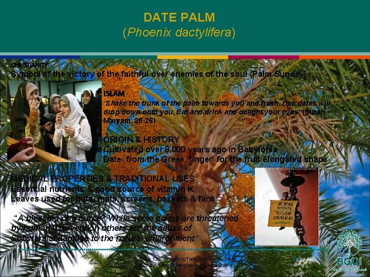 DATE PALM (Phoenix dactylifera) CHRISTIANITY Symbol of the victory of the faithful over enemies