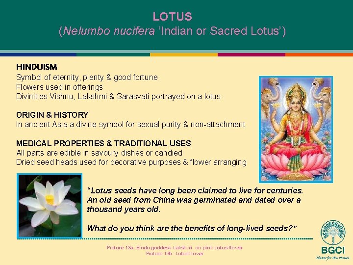 LOTUS (Nelumbo nucifera ‘Indian or Sacred Lotus’) HINDUISM Symbol of eternity, plenty & good