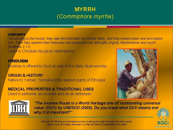 MYRRH (Commiphora myrrha) CHRISTIANITY ‘On coming to the house, they saw the child with