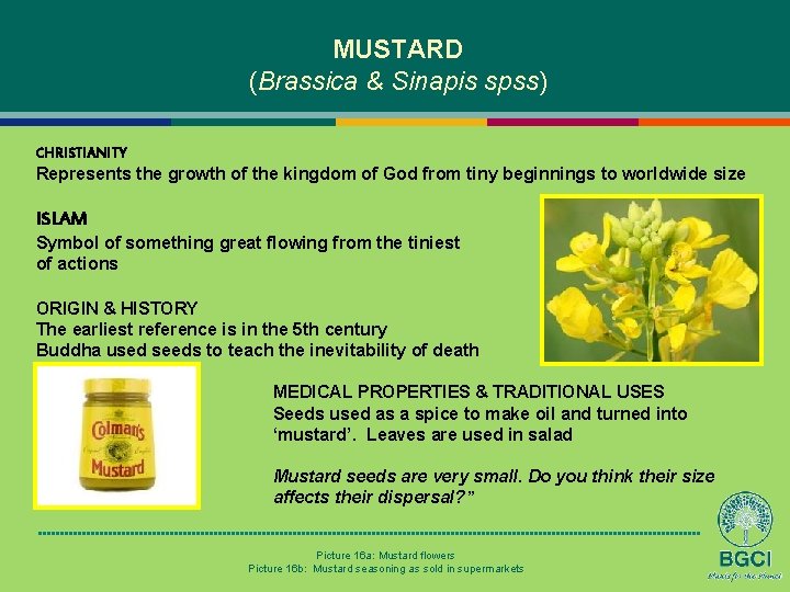 MUSTARD (Brassica & Sinapis spss) CHRISTIANITY Represents the growth of the kingdom of God