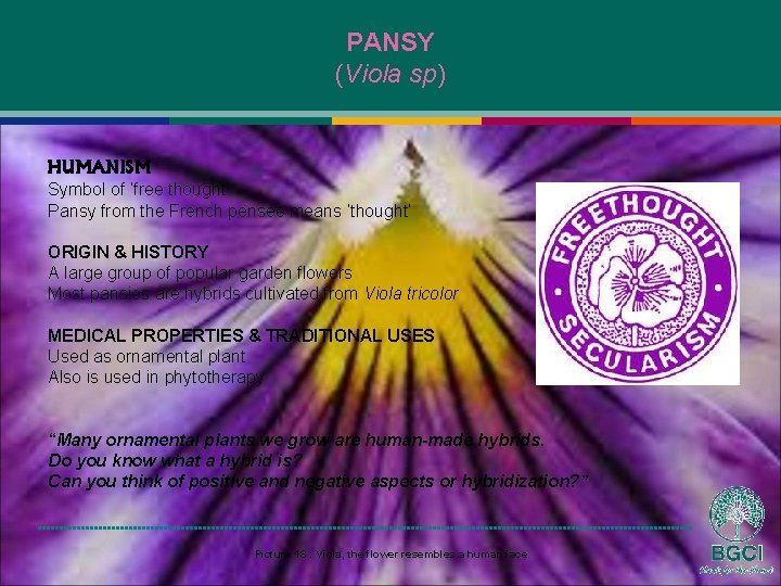 PANSY (Viola sp) HUMANISM Symbol of ‘free thought’ Pansy from the French pensée means