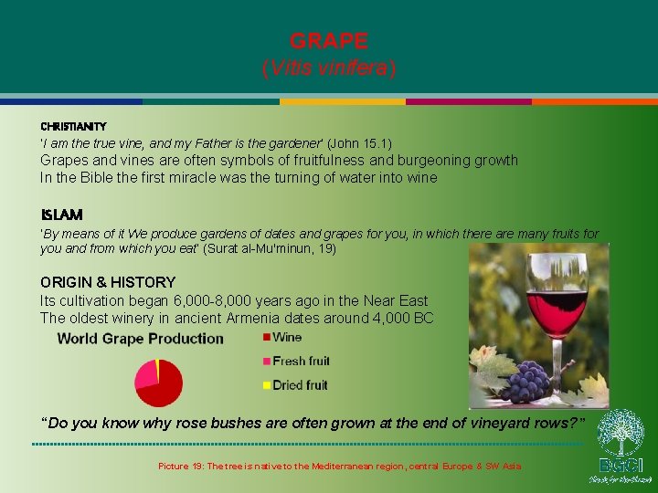 GRAPE (Vitis vinifera) CHRISTIANITY ‘I am the true vine, and my Father is the