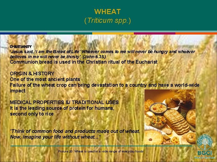 WHEAT (Triticum spp. ) CHRISTIANITY ‘Jesus said, ‘I am the Bread of Life’ Whoever