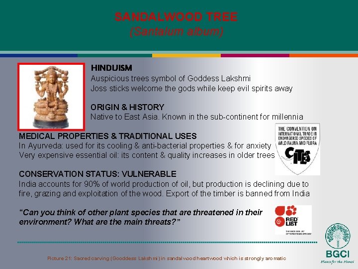 SANDALWOOD TREE (Santalum album) HINDUISM Auspicious trees symbol of Goddess Lakshmi Joss sticks welcome