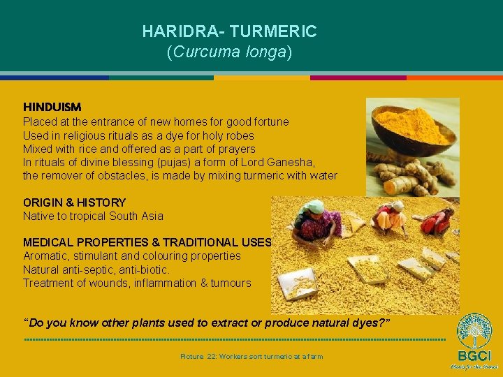 HARIDRA- TURMERIC (Curcuma longa) HINDUISM Placed at the entrance of new homes for good