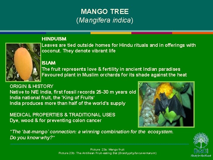 MANGO TREE (Mangifera indica) HINDUISM Leaves are tied outside homes for Hindu rituals and