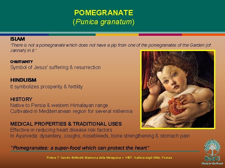 POMEGRANATE (Punica granatum) ISLAM ‘There is not a pomegranate which does not have a
