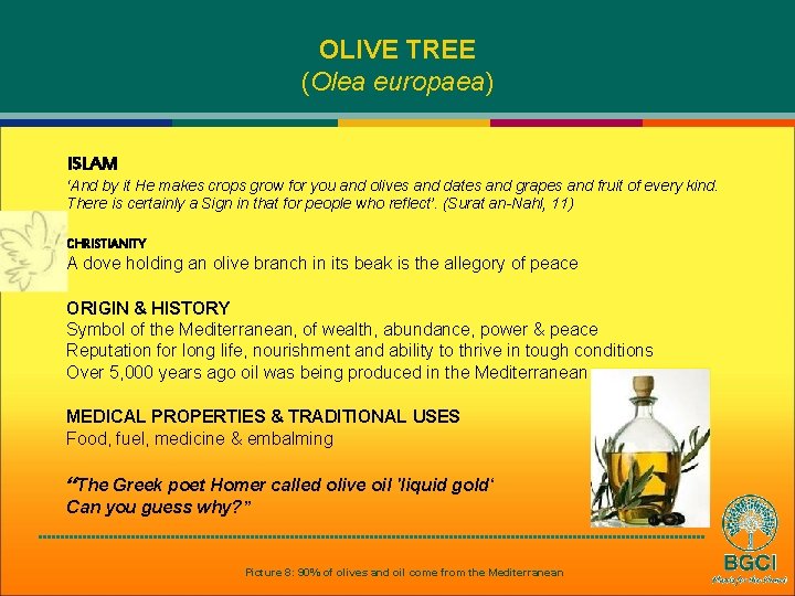 OLIVE TREE (Olea europaea) ISLAM ‘And by it He makes crops grow for you